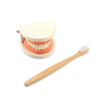 Toddler Montessori Practical Life Simulated Tooth Toy Brushing Tooth Aids Real Wood Brush with Tray Preschool Toys for Children